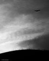 Blackbird Fly