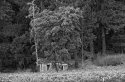Shack, Napa Valley