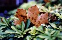 Grainy Leaf