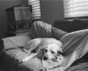 Taffy lounging
