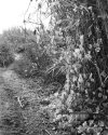 Trail