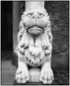 Lion. Italy