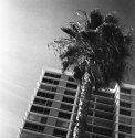 Windy palm