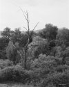 Dead tree