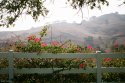 Bougainvillea