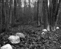 Dry Plate - Rocks And Leaves