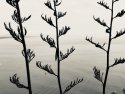 Three Sentries