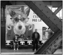 Studious Pooch