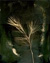 Pine Sprig Lumen Print Sml