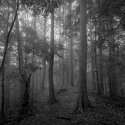 Forest mist