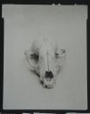 Skunk skull