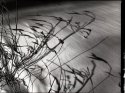 Shadow Grass