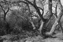 trunk