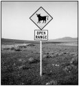 COW ALERT !!!