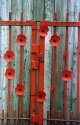 Poppies