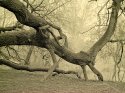 Strange Tree