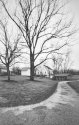 Tree and Path