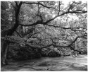 Tree at Flat Rock