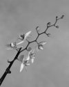 Orchids from below