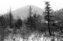 Snowy Pines
