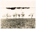 Waste Land