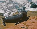 LaJolla Sea Lions