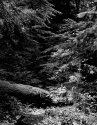 Rotten Log on Trail