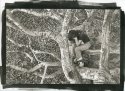TracyTreeBestPdPrint