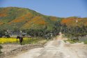 Country Road