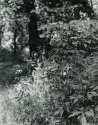 Sonatas I-7 (adagio)