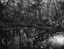 A Forest
