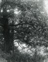 Sonatas I-9 (adagio)