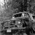 Moss Covered Wreck