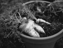 Frankencarrot