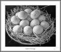 Neil's-Photography061