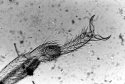 Earwig Claw