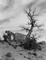 Dead Tree, Monument Valley, AZ