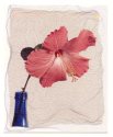 Hibiscus Transfer