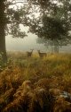 Richmond Park on a misty morning
