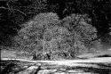 Fairy-Ring