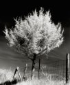 Fence Line