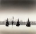 Winter Pines