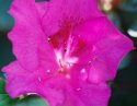 Pink Azalea