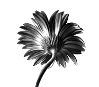 Gerbera #1