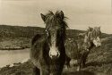 Eriskay ponies