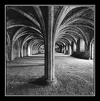 "Palm Tree", Cellarium