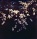 Dark cherry blossoms