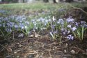 Blue spring flowers