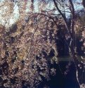 Cherry boughs 1