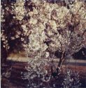 Cherry boughs 2